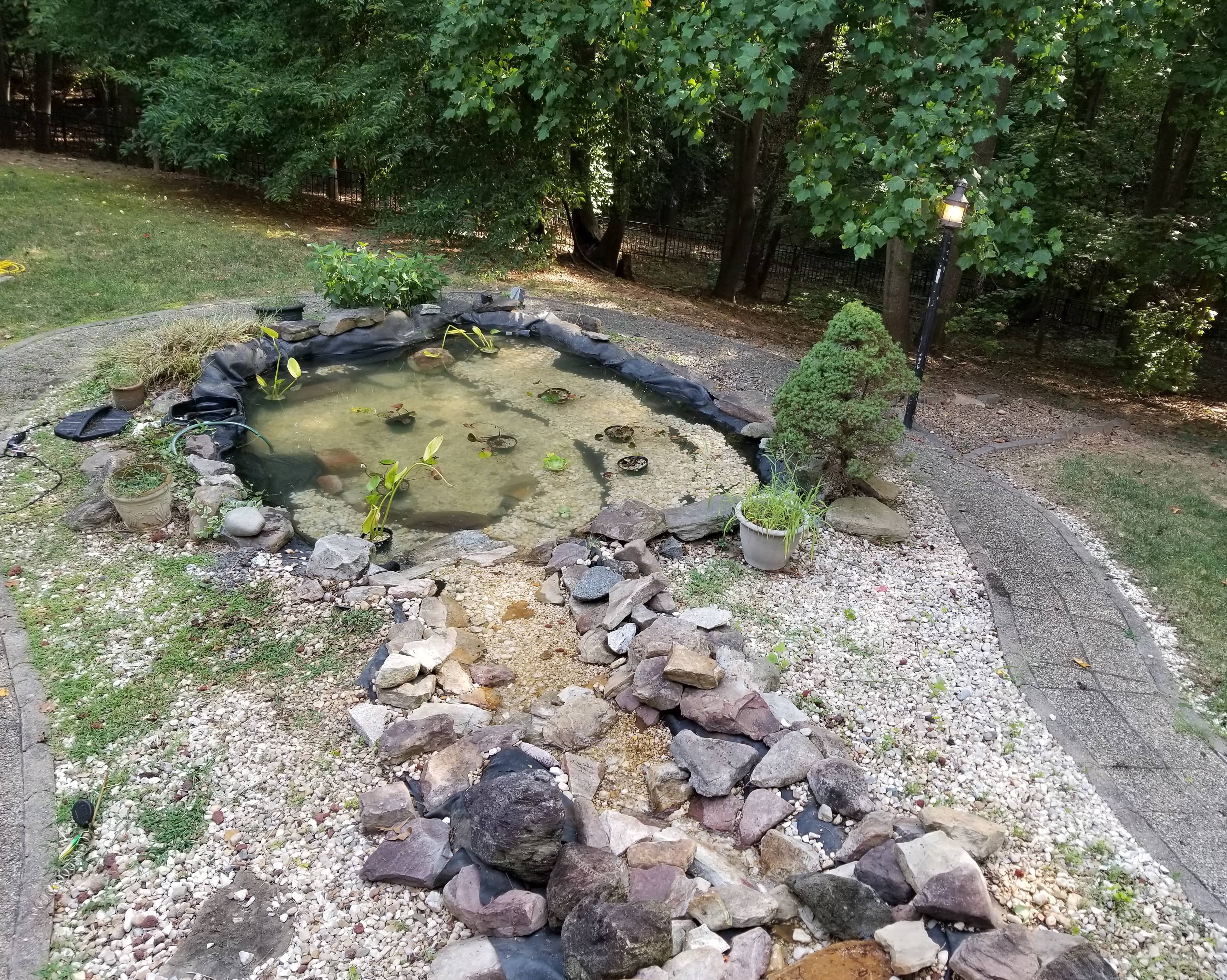 Disgusting Backyard Pond in Fairfax, VA