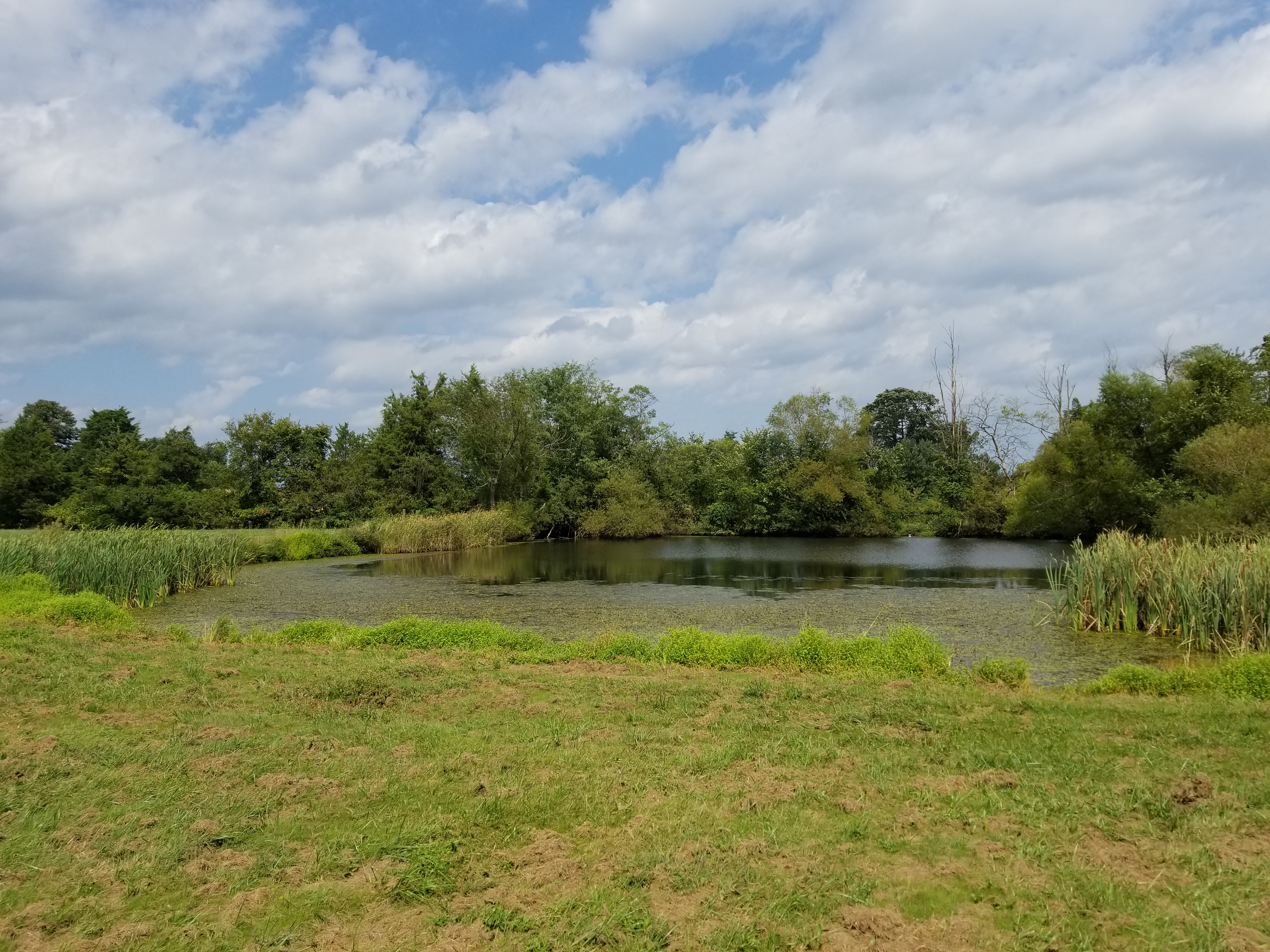 half acre farm pond with cattail