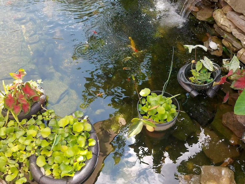 floating pond plants