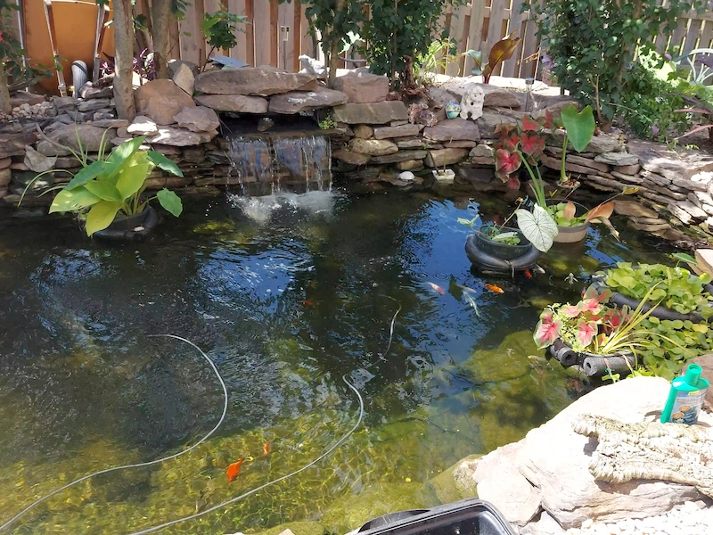 double cascade pond stocked with baby koi