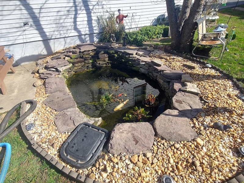 koi in newly built pond