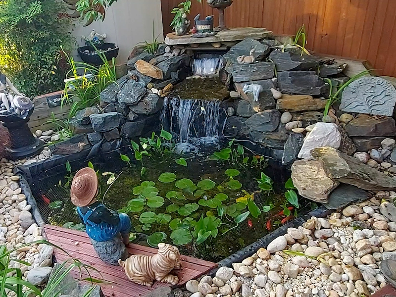 pond with lilies added