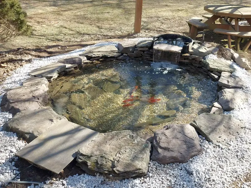 koi pond finished with fish stocked and waterfall running