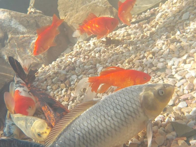 underwater picture of colorful goldfish and koi