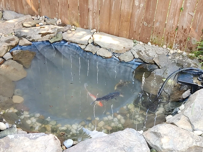 koi swimming in koi pond