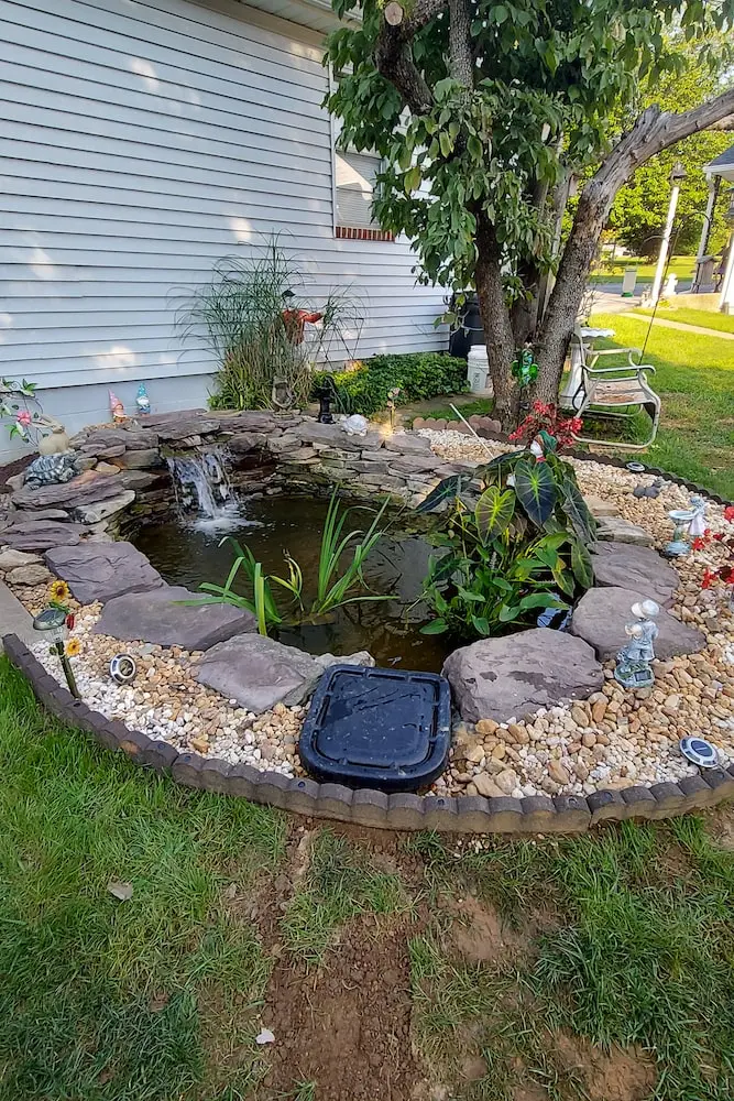Owings mills koi pond with elephant ear, irises and water lilies