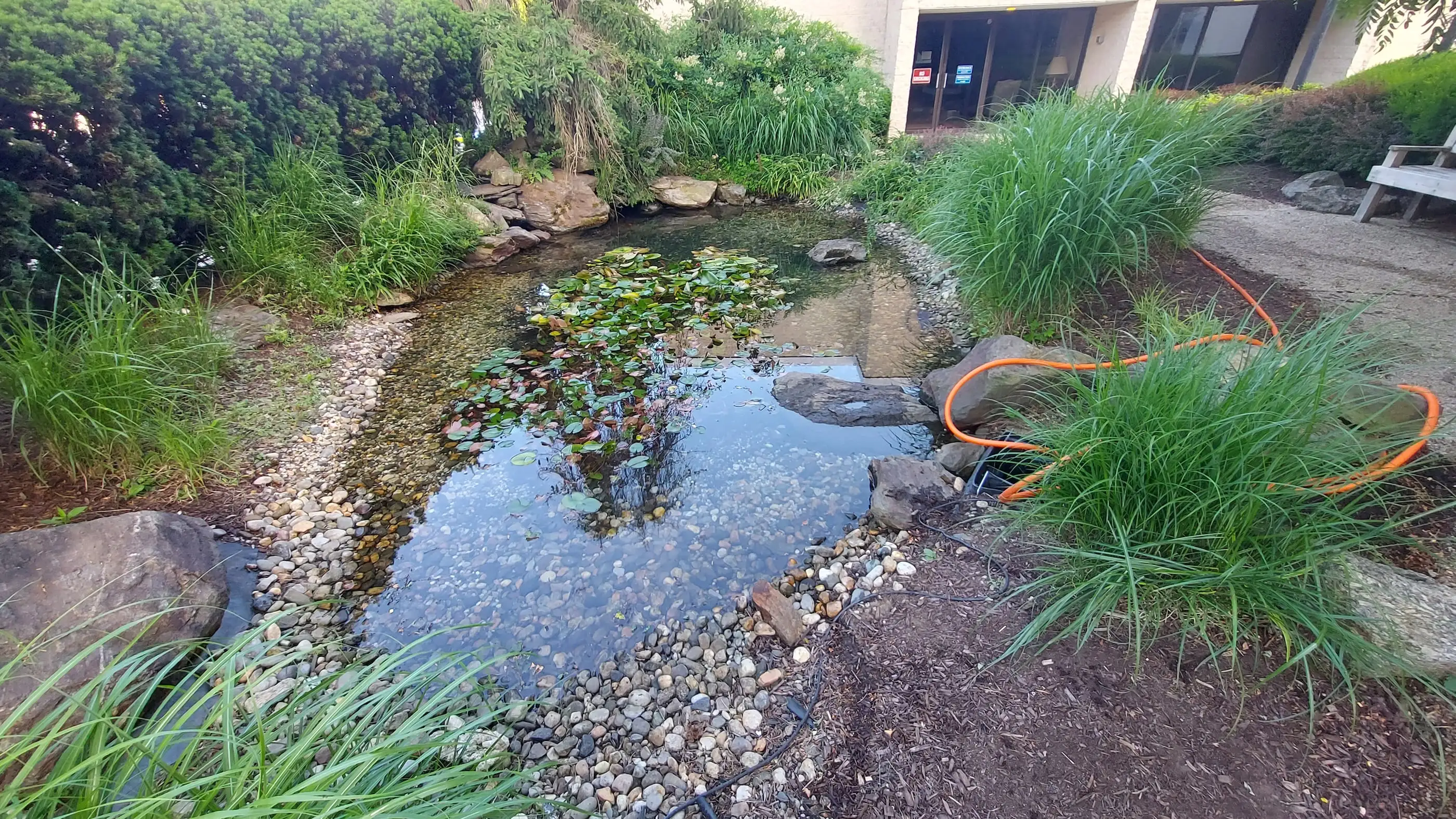 large commercial property pond cleaned. We removed fifty percent of the waterlilies and hundreds of ponds of muck and debris. Removing the lilies allows for better circulation in the pond.