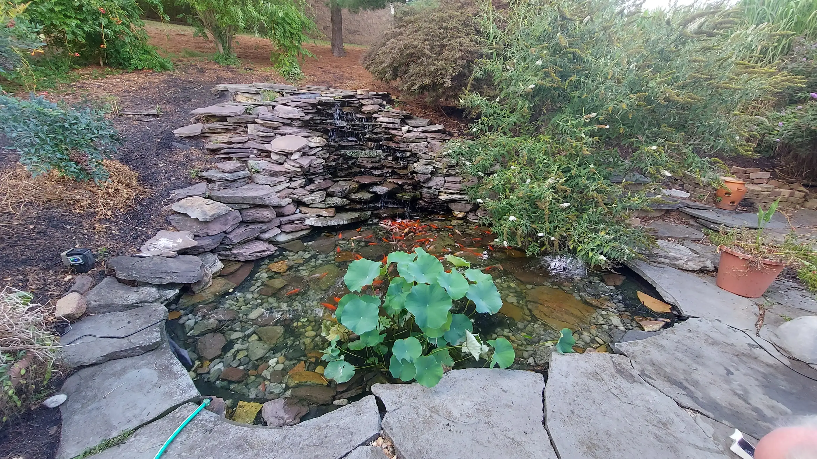 A large goldfish pond after it had been cleaned. Before cleaning a pond we check the tap water for pH levels.
					Homes on well water are usually high on pH so the fish need a longer time to adjust.  