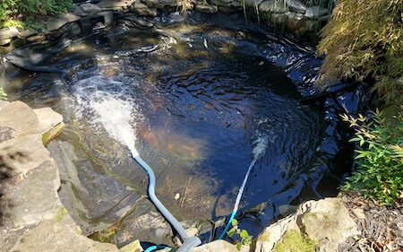 Filling up a pond with its old water preserves the beneficial bacteria that help keep the pond clean.