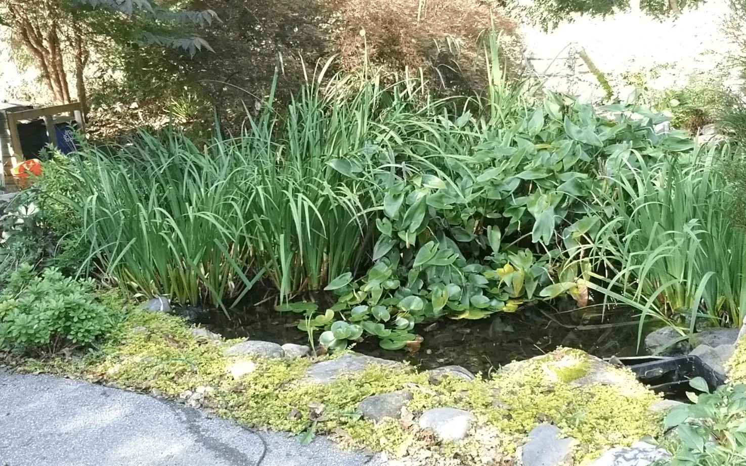 Overgrown pond plants that were removed during the cleaning service