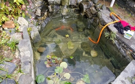 Concrete pond with lilies in Roland Park, Baltimore