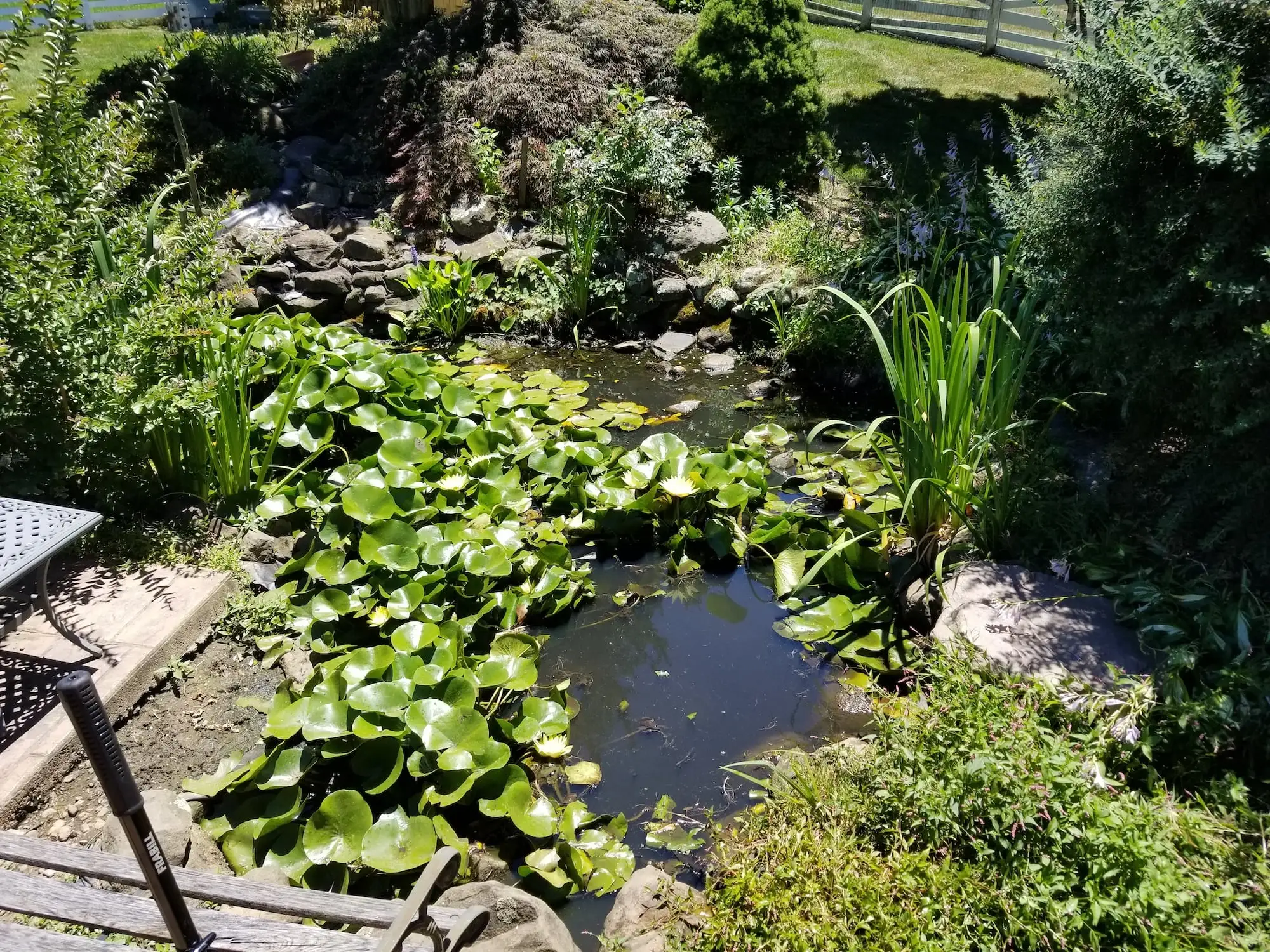 pond with too much lilies in Olney, MD